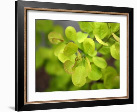 Fresh Bloom IV-Nicole Katano-Framed Photo