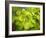 Fresh Bloom IV-Nicole Katano-Framed Photo