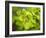 Fresh Bloom IV-Nicole Katano-Framed Photo