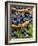 Fresh Blueberries in Wicker Baskets-Stuart MacGregor-Framed Photographic Print