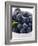 Fresh Blueberries with Leaf in Bowl-null-Framed Photographic Print