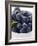 Fresh Blueberries with Leaf in Bowl-null-Framed Photographic Print