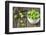 Fresh Brussels Sprouts in White on Wooden Table-Jana Ihle-Framed Photographic Print