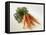 Fresh Carrots with Tops-Amos Schliack-Framed Premier Image Canvas