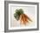 Fresh Carrots with Tops-Amos Schliack-Framed Photographic Print
