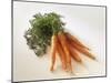 Fresh Carrots with Tops-Amos Schliack-Mounted Photographic Print