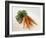 Fresh Carrots with Tops-Amos Schliack-Framed Photographic Print