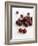 Fresh Cherries-Sam Stowell-Framed Photographic Print