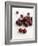 Fresh Cherries-Sam Stowell-Framed Photographic Print