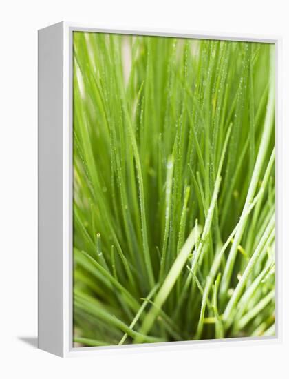 Fresh Chives in the Open Air-null-Framed Premier Image Canvas