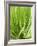 Fresh Chives in the Open Air-null-Framed Photographic Print