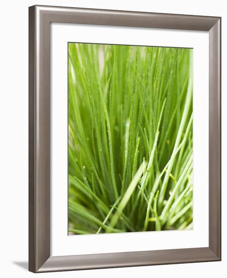 Fresh Chives in the Open Air-null-Framed Photographic Print