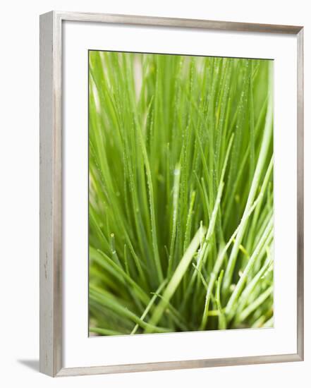 Fresh Chives in the Open Air-null-Framed Photographic Print