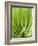 Fresh Chives in the Open Air-null-Framed Photographic Print