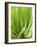 Fresh Chives in the Open Air-null-Framed Photographic Print