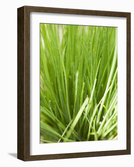 Fresh Chives in the Open Air-null-Framed Photographic Print