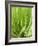 Fresh Chives in the Open Air-null-Framed Photographic Print