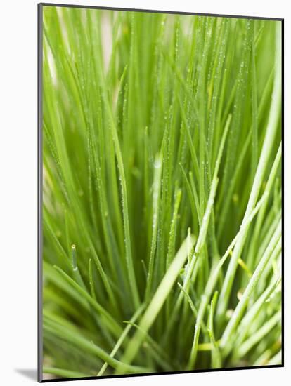 Fresh Chives in the Open Air-null-Mounted Photographic Print