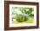 Fresh Coconut-Paul_Brighton-Framed Photographic Print