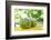 Fresh Coconut-Paul_Brighton-Framed Photographic Print