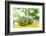 Fresh Coconut-Paul_Brighton-Framed Photographic Print