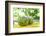 Fresh Coconut-Paul_Brighton-Framed Photographic Print