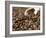 Fresh Coffee Beans Out of the Bag-Steven Morris-Framed Photographic Print