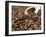 Fresh Coffee Beans Out of the Bag-Steven Morris-Framed Photographic Print