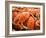 Fresh Crab in Pike Street Market, Seattle, Washington, USA-Janis Miglavs-Framed Photographic Print