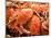 Fresh Crab in Pike Street Market, Seattle, Washington, USA-Janis Miglavs-Mounted Photographic Print