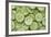 Fresh Cucumbers-Steve Gadomski-Framed Photographic Print