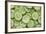 Fresh Cucumbers-Steve Gadomski-Framed Photographic Print