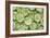 Fresh Cucumbers-Steve Gadomski-Framed Photographic Print