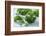 Fresh Curly Cale on Grey Wooden Table-Jana Ihle-Framed Photographic Print