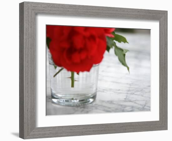 Fresh Cut Roses-Nicole Katano-Framed Photo