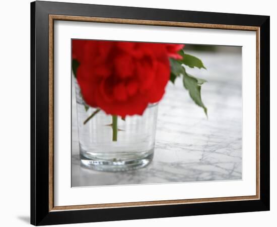 Fresh Cut Roses-Nicole Katano-Framed Photo