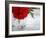 Fresh Cut Roses-Nicole Katano-Framed Photo