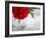 Fresh Cut Roses-Nicole Katano-Framed Photo