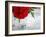 Fresh Cut Roses-Nicole Katano-Framed Photo