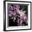 Fresh Evening Bloom-Sarah Gardner-Framed Art Print