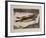 Fresh Fish-Renzo Vespignani-Framed Limited Edition