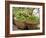 Fresh Fruit and Vegetable Market, Khon Kaen, Isan, Thailand-Gavriel Jecan-Framed Photographic Print