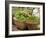 Fresh Fruit and Vegetable Market, Khon Kaen, Isan, Thailand-Gavriel Jecan-Framed Photographic Print