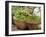 Fresh Fruit and Vegetable Market, Khon Kaen, Isan, Thailand-Gavriel Jecan-Framed Photographic Print