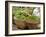 Fresh Fruit and Vegetable Market, Khon Kaen, Isan, Thailand-Gavriel Jecan-Framed Photographic Print