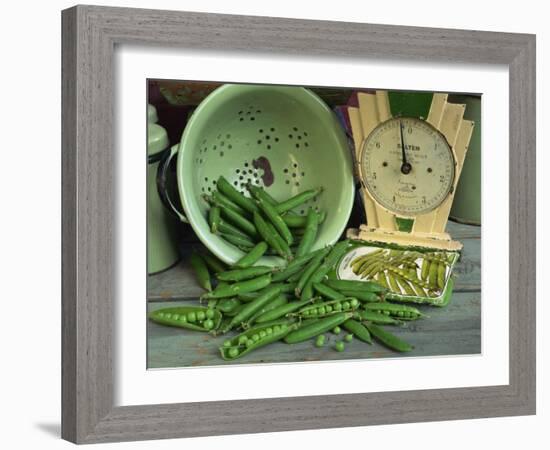 Fresh Garden Peas in an Old Colander with Old Salter Scales and Seed Packet-Michelle Garrett-Framed Photographic Print