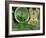 Fresh Garden Peas in an Old Colander with Old Salter Scales and Seed Packet-Michelle Garrett-Framed Photographic Print