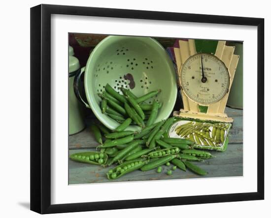 Fresh Garden Peas in an Old Colander with Old Salter Scales and Seed Packet-Michelle Garrett-Framed Photographic Print