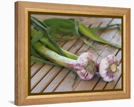 Fresh Garlic on Teak Table, Clos Des Iles, Le Brusc, Var, Cote d'Azur, France-Per Karlsson-Framed Premier Image Canvas