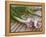 Fresh Garlic on Teak Table, Clos Des Iles, Le Brusc, Var, Cote d'Azur, France-Per Karlsson-Framed Premier Image Canvas